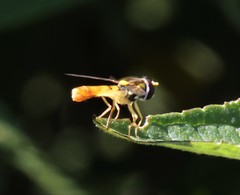 Sphaerophoria contigua