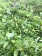 Capsella bursa-pastoris