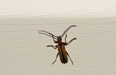 Centrodera decolorata
