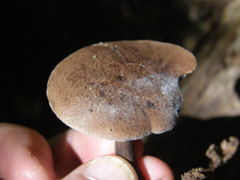 Tylopilus brunneus