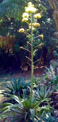 Agave desmettiana