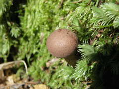 Tylopilus brunneus