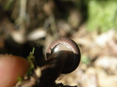 Tylopilus brunneus