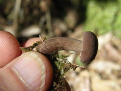 Tylopilus brunneus