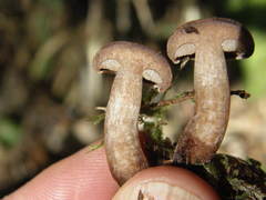 Tylopilus brunneus