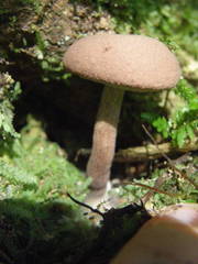 Tylopilus brunneus