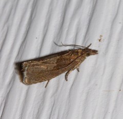 Dichrorampha acuminatana