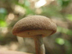 Tylopilus brunneus