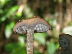 Tylopilus brunneus