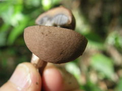 Tylopilus brunneus