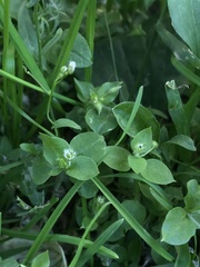 Stellaria media