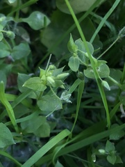 Stellaria media
