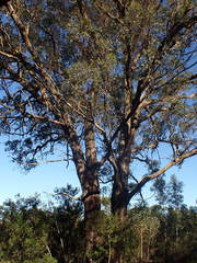 Eucalyptus cornuta