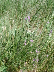 Lythrum californicum