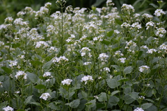 Cardamine cordifolia