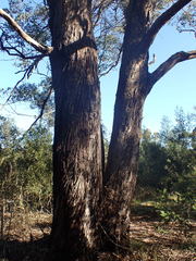 Eucalyptus cornuta