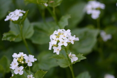 Cardamine cordifolia