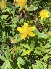 Hypericum calycinum