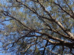 Eucalyptus cornuta