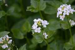 Cardamine cordifolia