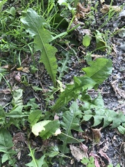 Taraxacum officinale