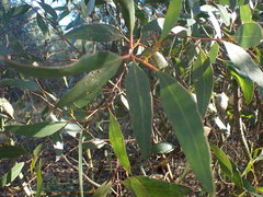Eucalyptus cornuta