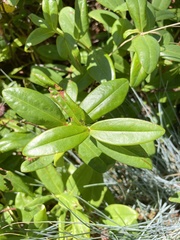 Hypericum calycinum