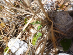 Dichondra donelliana