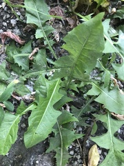 Taraxacum officinale