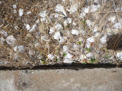 Dichondra donelliana