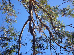 Eucalyptus cornuta