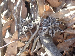 Eucalyptus cornuta