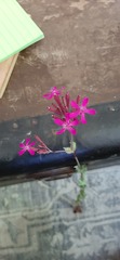 Atocion armeria