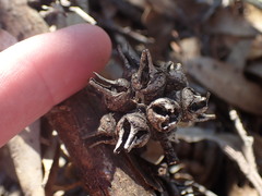 Eucalyptus cornuta