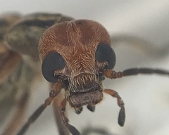 Epicauta vittata