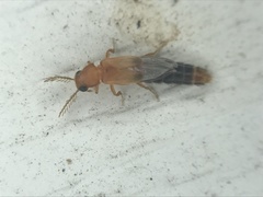 Distremocephalus texanus