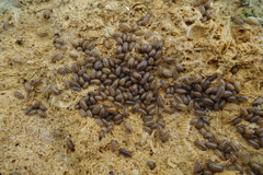 Armadillidium marmoratum