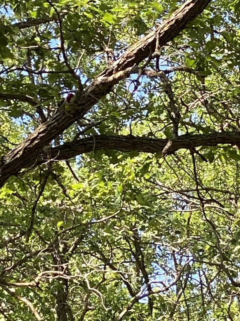 Red-headed Woodpecker from Timberlane Dr, Perham, MN, US on June 18 ...