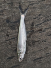 Eutropiichthys vacha