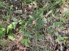 Baptisia bracteata leucophaea