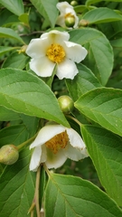 Stewartia