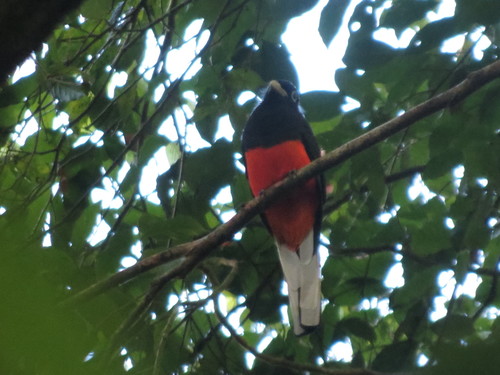Trogon bairdii