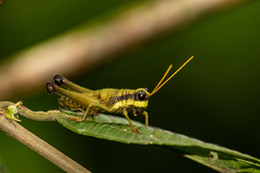 Eucosmetacris cingulata
