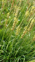 Plantago maritima serpentina