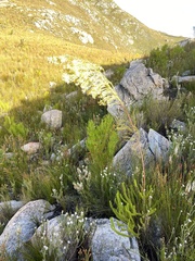 Leucadendron ericifolium