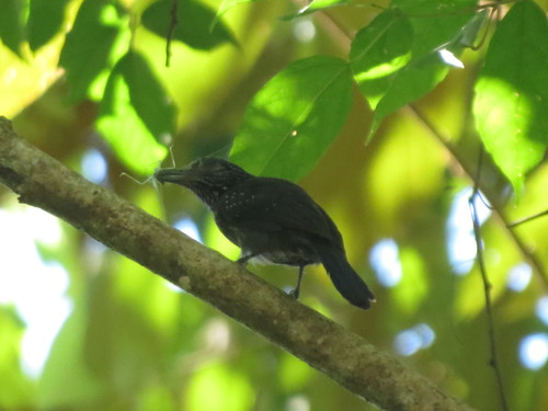 Thamnophilus bridgesi