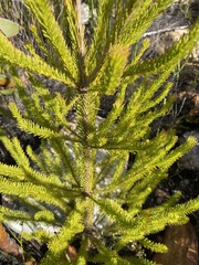 Leucadendron ericifolium