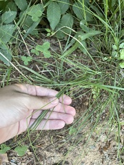 Carex seorsa