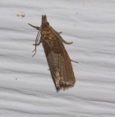 Dichrorampha acuminatana