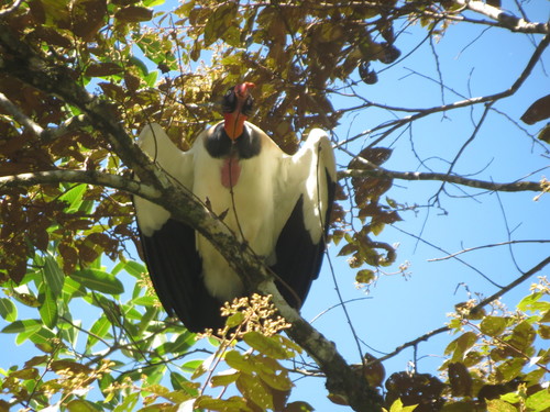 Sarcoramphus papa